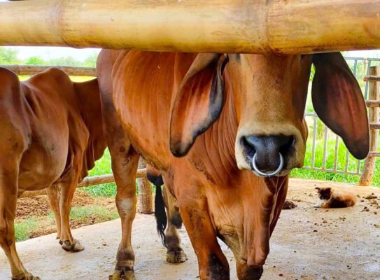 Kích Thước Vòng Xỏ Mũi Bò Chuẩn