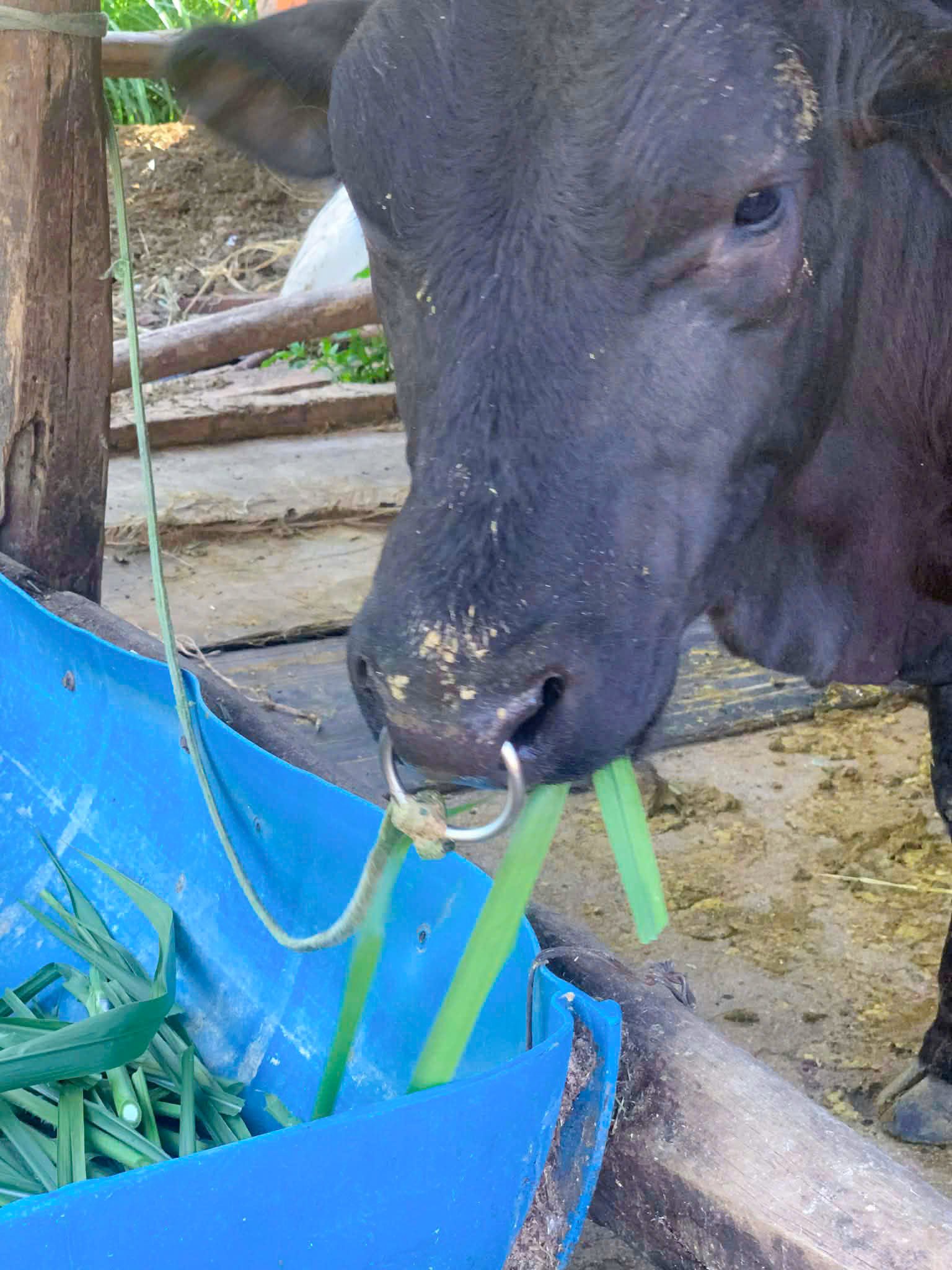 Kích Thước Vòng Xỏ Mũi Bò