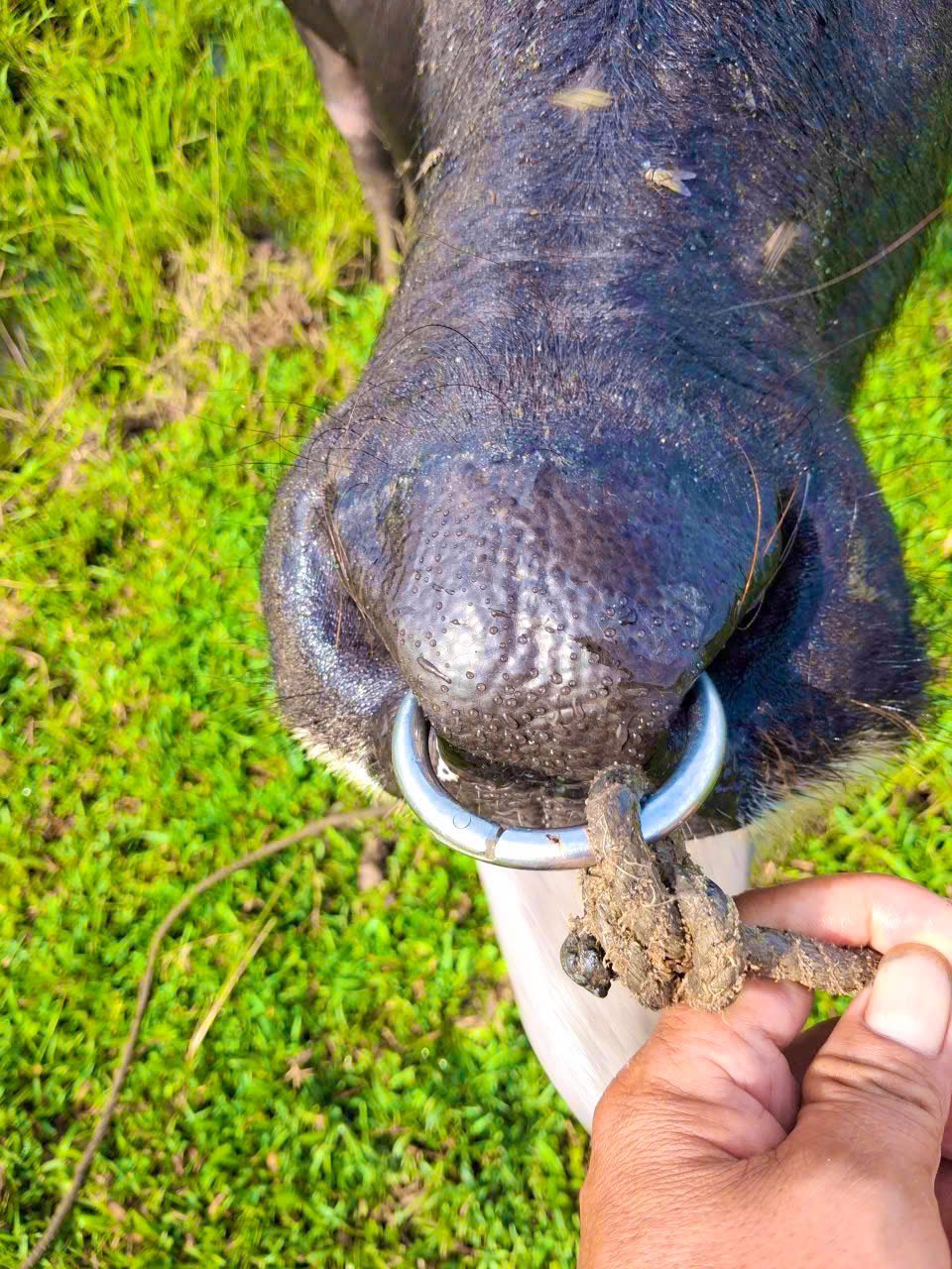 Kích Thước Vòng Xỏ Mũi Bò